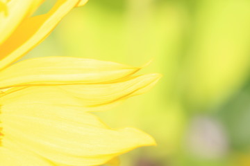 Backgrounds and textures concept. Petals of a growing sunflower on a blurred background. Yellow flower background.