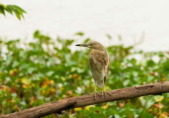 A pond heron perched on a tree branch in Hebbal Lake on the outskirts of bangalore