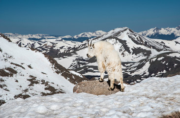 Mountain Goats come down the mountain to feed at Mt. Evans.