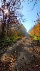 Fototapeta premium Natali