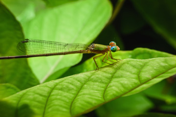 Beautiful dragonflies are attached to the green leaves in the natural garden.