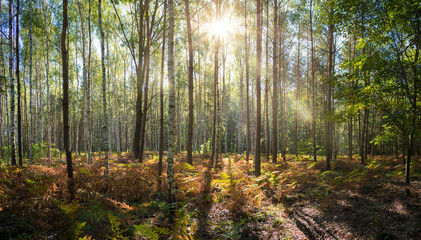 Beautiful forest in autumn with bright sun shining through the trees.