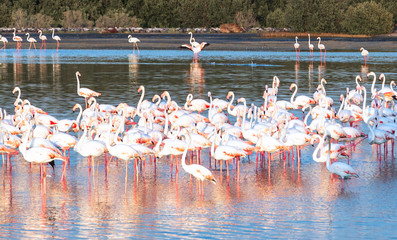 Caribbean Pink Flamingo in Dubai