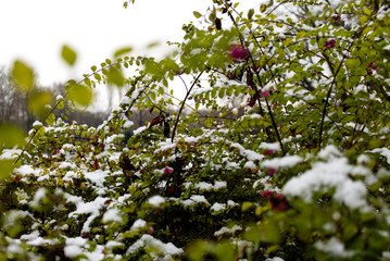 park, bright, frozen berries, snow berries, environment, wet, macro, covered, frosty, autumn, cold, berries, organic, beautiful, winter background, snowy, seasonal, freshness, scenic, twig, berry, sno