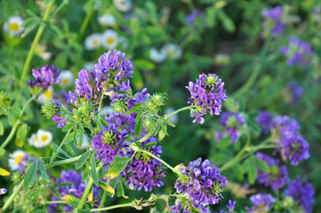 Fototapeta premium The field is blooming alfalfa