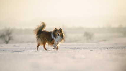 dog in the snow