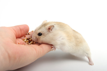 Dwarf furry hamster eating food from female hand on white background