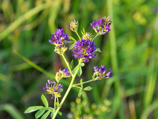 The field is blooming alfalfa