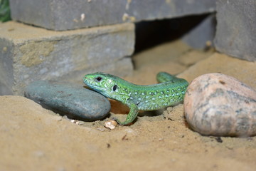 lizards live in a terrarium. sand lizard