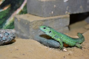 lizards live in a terrarium. sand lizard