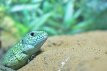 lizards live in a terrarium. sand lizard