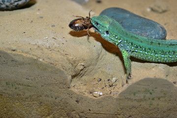 lizards live in a terrarium. sand lizard