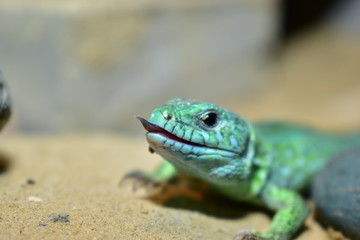 lizards live in a terrarium. sand lizard