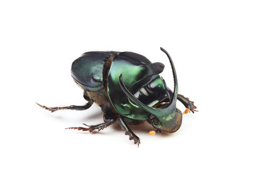 Male of dung beetle (Onthophagus mouhoti) isolated on white