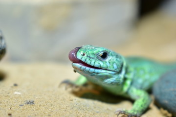 lizards live in a terrarium. sand lizard