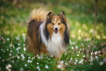 portrait of a dog in the flowers