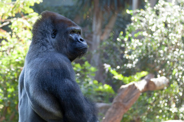 Obraz premium Male Gorilla
