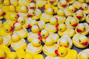 Many yellow rubber ducks in a pond on the water.