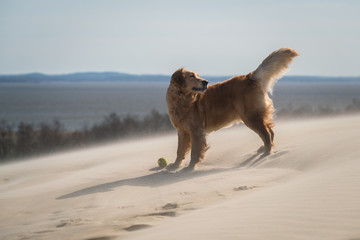 dog on the sand dune