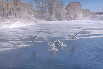 swans lake winter frost snow hoarfrost © Iri_sha