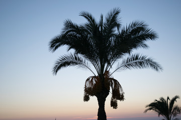 silhouette of palm tree at sunset