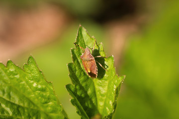 eine Wanze klettert auf einem Blatt herum