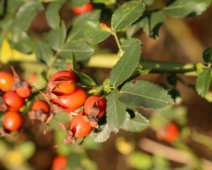 Hagebutten am Dornigen Strauch, Hagebutten sind natürliche Heilmittel