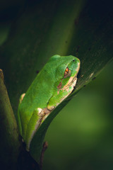 green tree frog on leaf