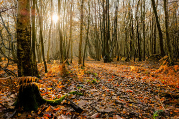 Recently fallen leaves seen on a forest floor in early winter. The low winter sun can be seen streaming through the bare, dense woodland trees.