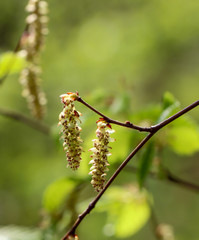 Blüten und Pollen, Blätter der Erle, sorgen im Frühjahr für Heuschnupfen bei Alergikern