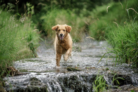 Dog jumping in the water