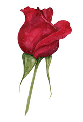 Watercolor vintage illustration of red velvet roses bouquet