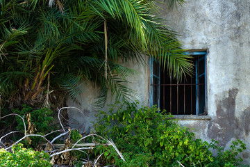 Old abandoned house with broken windows and thickets of plants, palm.