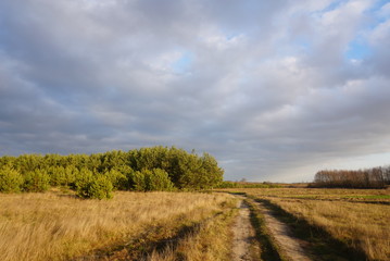 Obraz premium country road and young pine forest