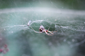 Makro einer Neriene peltata / Waldbaldachinspinne im Netz