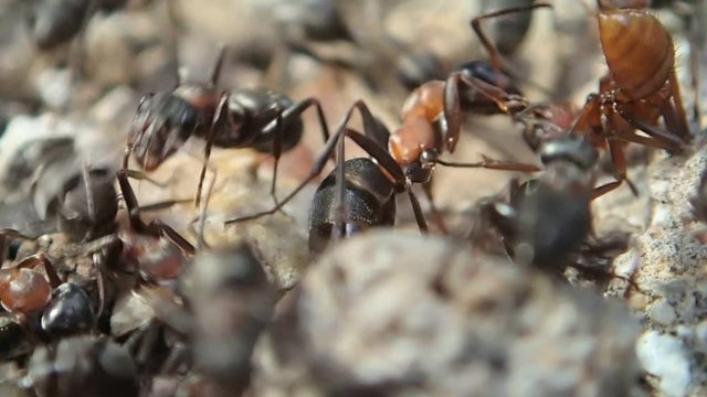 Amazon Red Ants (Polyergus Rufescens) Fighting With Formica Rufibarbis Ants