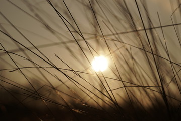 dry grass at sunset close up