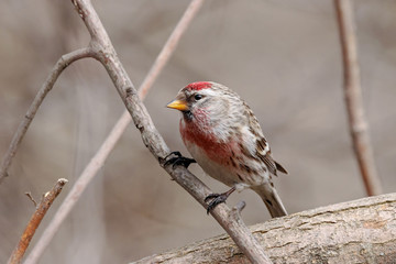 Common redpoll acanthis flammea male sitting on branch. Cute little nordic songbird in wildlife.