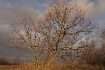 Autumn tree without leaves on a background of blue sky