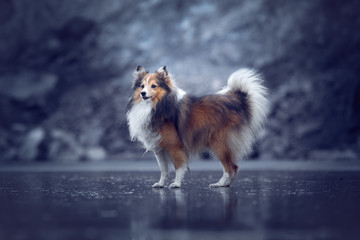Obraz na płótnie Canvas dog on the frozen lake