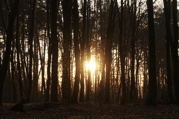 sunset in the dark forest