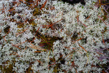 Lichens in the Swedish forest. Lichen texture. Background photo with space for text. Sweden. Scandinavia.