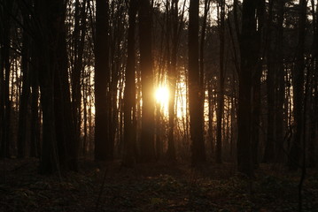 sunset in the dark forest