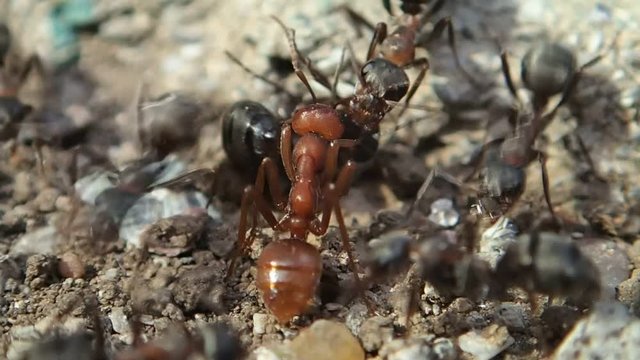 Amazon red ants (Polyergus rufescens) fighting with Formica rufibarbis ants
