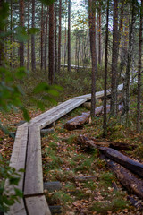 Obraz premium Finnish swamp in the autumn. Vibrant colors.