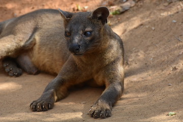 Fototapeta premium Fossa in Kirindy Reserve, Madagascar