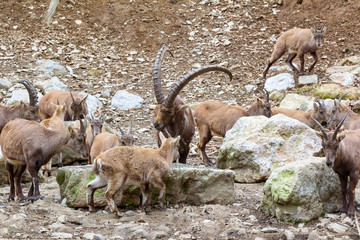 Ibex