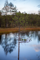 Finnish swamp in the autumn. Vibrant colors.