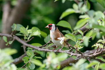 European goldfinch carduelis carduelis sitting on branch of tree. Cute colorful songbird in wildlife.