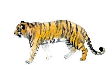 Watercolor cute tiger on the white background